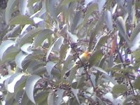 rufous-headed tanager.jpg