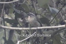 thick-billed_saltator_1.jpg