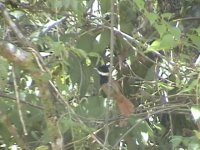 white-bearded_antshrike.jpg