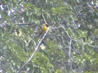 yellow-green_grosbeak.jpg