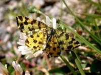 Speckled Yellow 9258.jpg