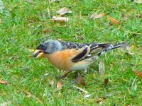 Brambling.jpg