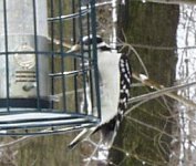 hairy woodpecker.jpg