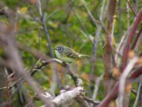 originalb-hvireo.JPG