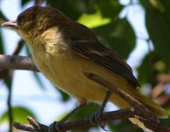 Small Cassin's Kingbird.jpg