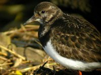 Turnstone.JPG