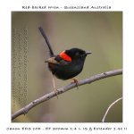 Male-red-backed-wren.jpg