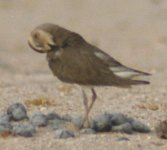 Plover 1.jpg