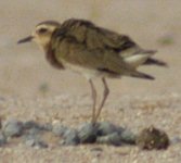 Plover 3.jpg