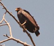 Mang. Black Hawk Bah de Jiquil Feb 04 El Salvador.JPG