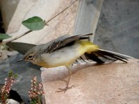 Grey Wagtail 5898.jpg