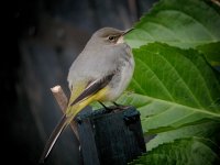 Grey Wagtail 5924.jpg