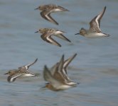 Sanderling_Dunlin170704b.jpg