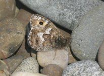 Grayling170704.jpg