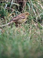 femal_cirl_bunting_2003_01.jpg