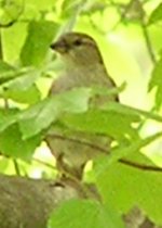 bird 1 ID.jpg