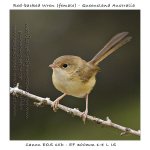 Female-red-backed-wren.jpg