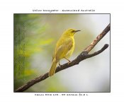 Honeyeater-web-03.jpg