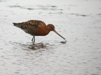 blackwit.jpg