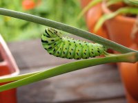 caterpillar.jpg