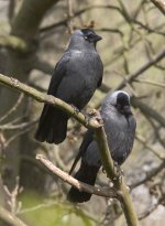 jackdaws2.jpg