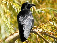 Crow 6172.jpg