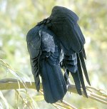 Crow 6154.jpg