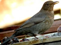 our Blackbird (fem) 7423.jpg