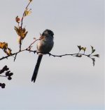 long tailed tit calling.jpg