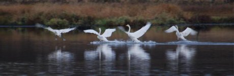 whooper swans landing.jpg