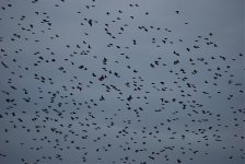starlings.jpg