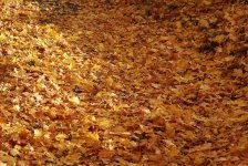 carpet of leaves.jpg