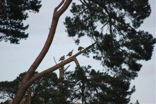 treecreeping pheasants.jpg