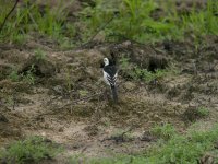 white wagtail.P5100.sw45x.orig DSCN0259.jpg