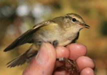 Yellow-browed-Warbler-(1)-H.jpg