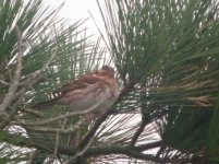 Isles of Scily Rustic Bunting 1.jpg