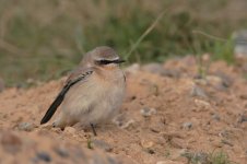 wheatear0035.jpg