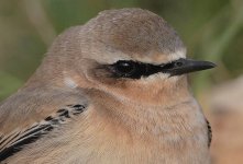 wheatear0035crop.jpg