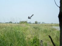 black kite.view2 DSCN5199.jpg