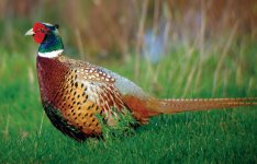 DSCN0576 Pheasant2.jpg