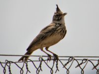 Z LARKS CRESTED KALLONI 030507.jpg