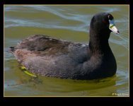 coot 033107 021.jpg