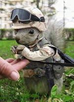 Squirrel.jpg