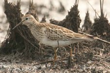 IMG_48901-sandpiper.jpg