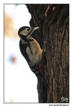 Great Spotted Woodpecker 04.jpg