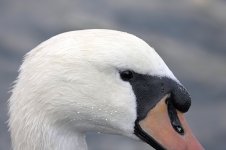 swan999f.jpg