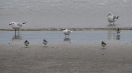 Forsters Tern with gulls.jpg