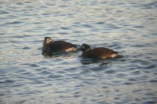 LongtailedDuck GirdleNess 201007a.jpg