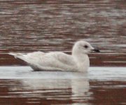 Iceland_Gull_7.jpg