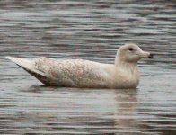 Glaucous_Gull_first_cycle_1a.jpg